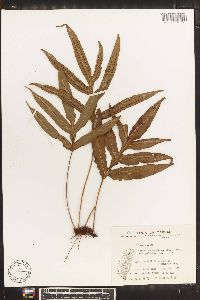 Crypsinus taeniatus image