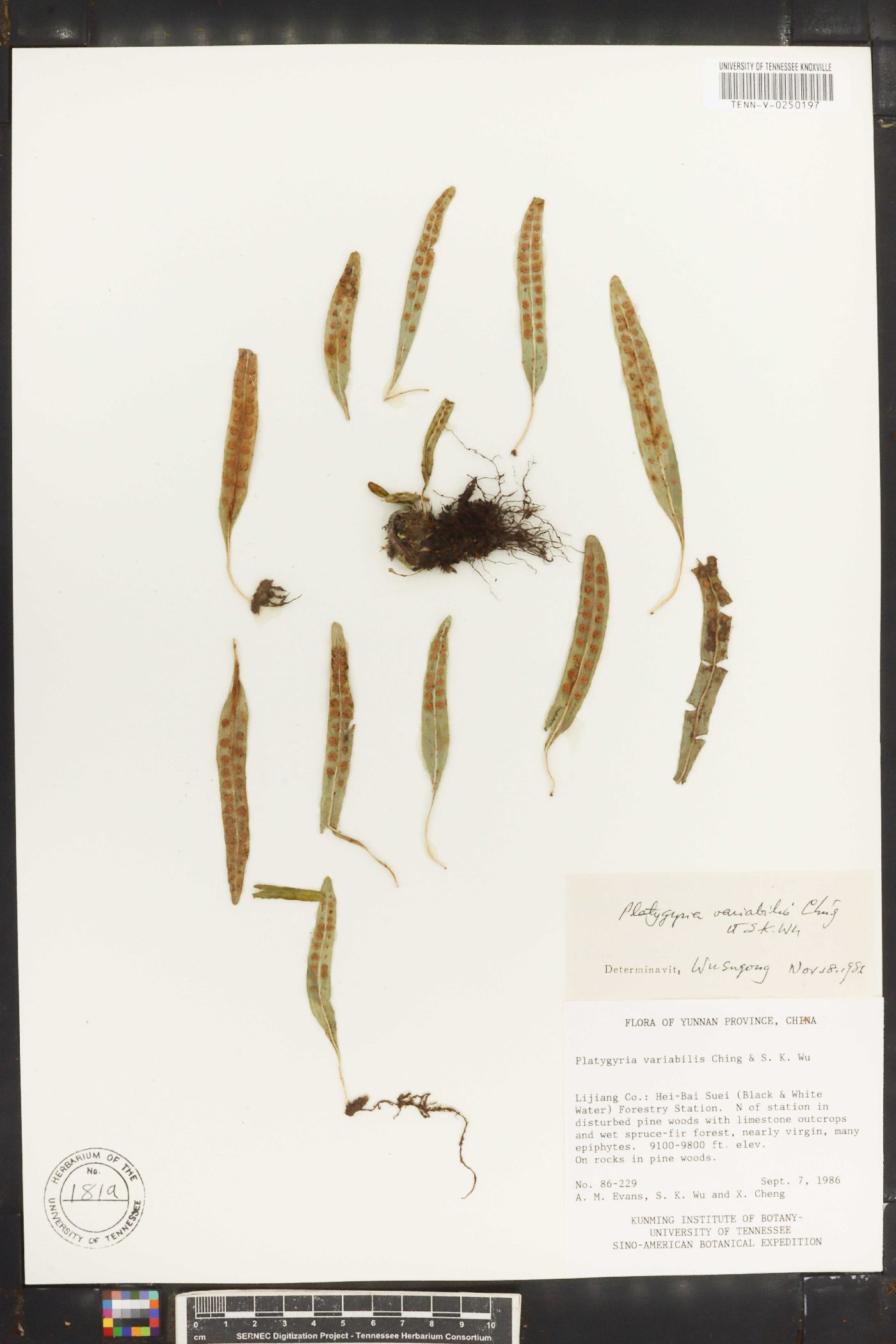 Lepisorus clathratus image