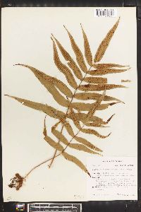 Arthromeris lehmannii image