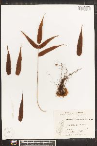 Arthromeris lehmannii image
