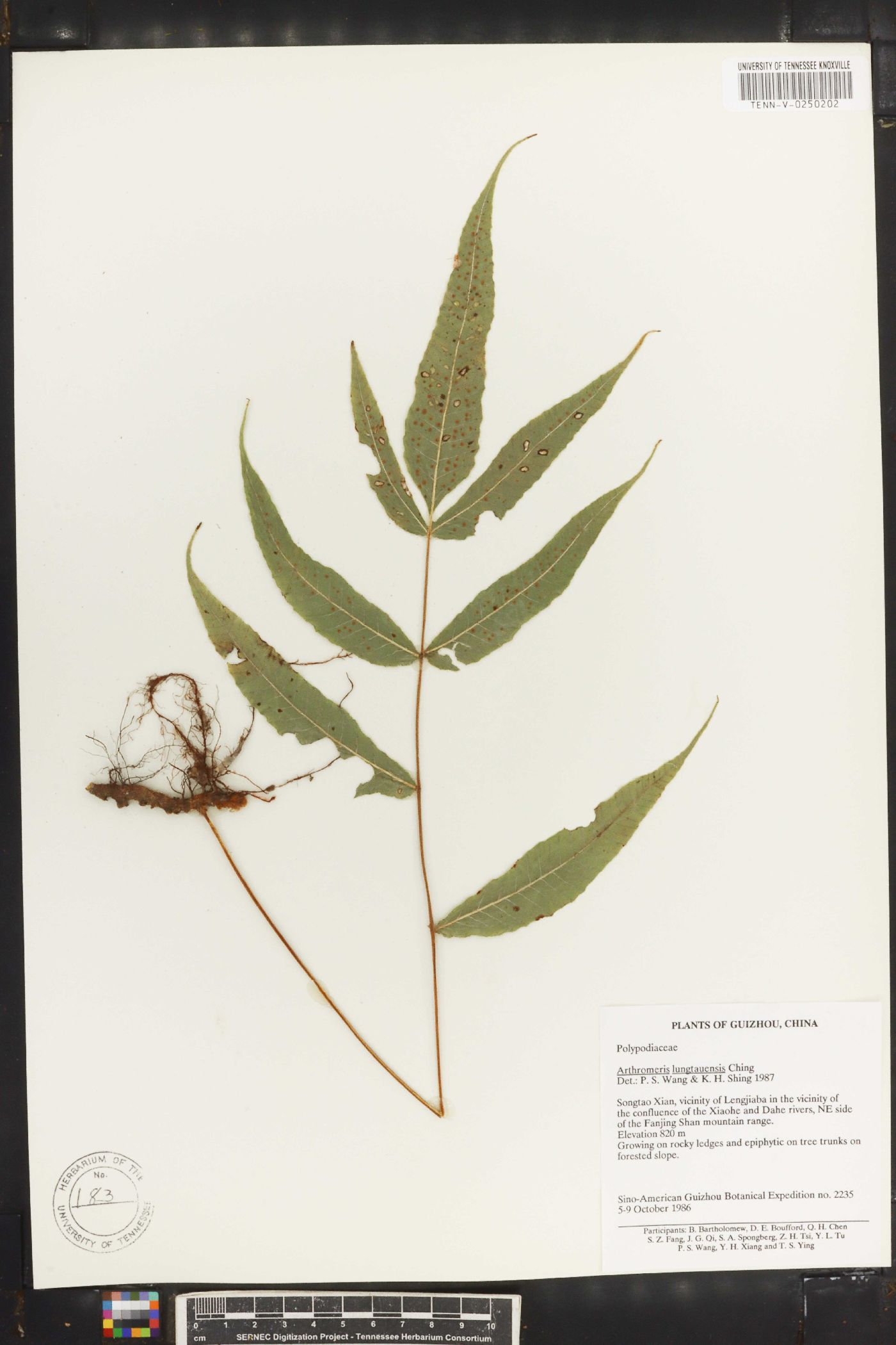 Selliguea lehmannii image