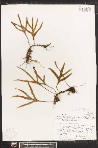 Polypodium angustum image