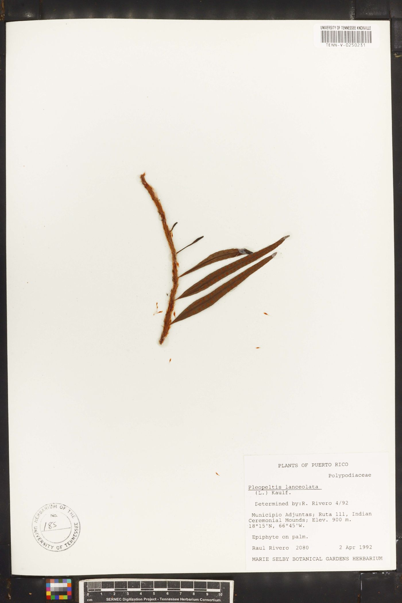 Pleopeltis lanceolata image