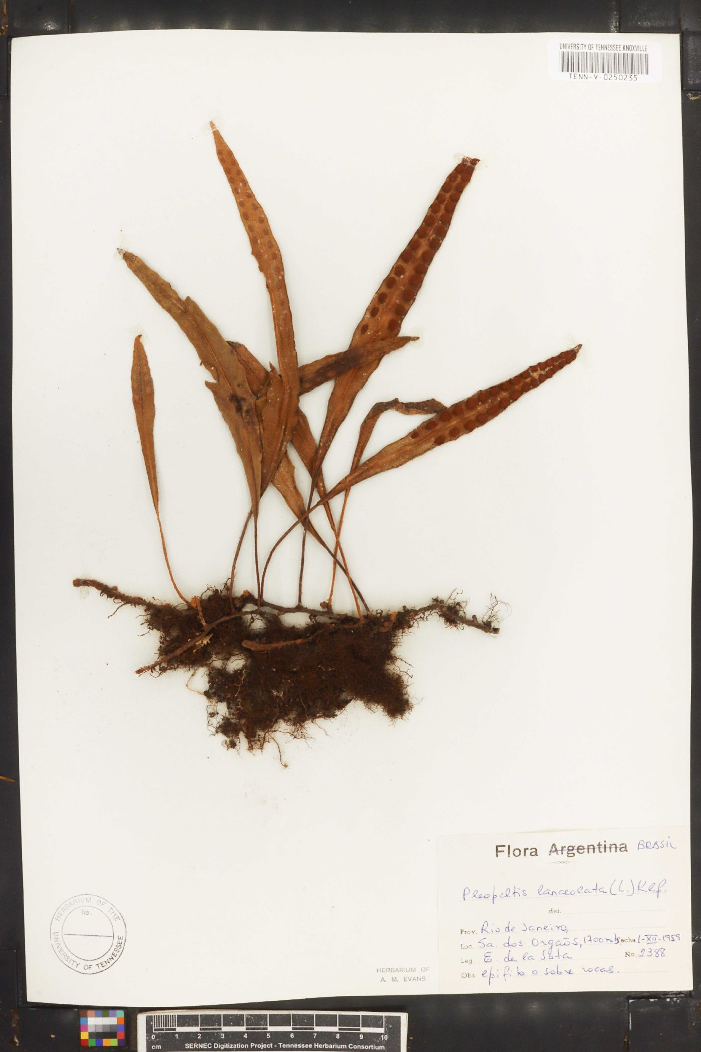 Pleopeltis lanceolata image