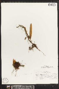 Pleopeltis lanceolata image