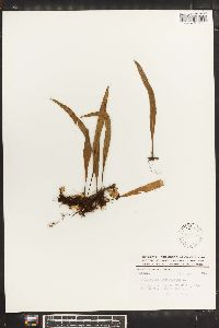 Pleopeltis lanceolata image