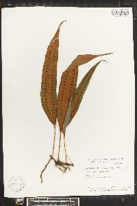Pleopeltis percussa image