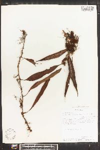 Pleopeltis percussa image