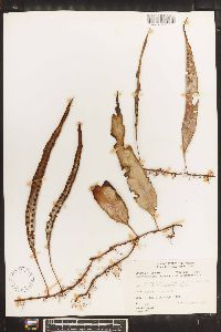 Pleopeltis percussa image