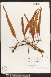 Pleopeltis percussa image