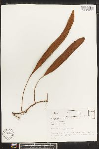 Pleopeltis percussa image