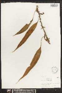 Pleopeltis percussa image