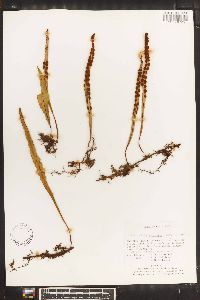Pleopeltis percussa image