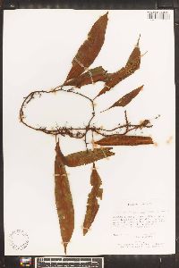 Pleopeltis percussa image