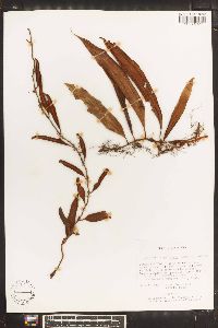 Pleopeltis percussa image