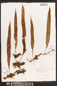 Pleopeltis percussa image