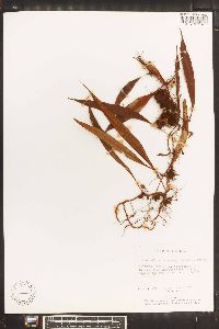 Pleopeltis percussa image