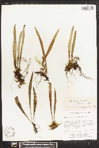 Lepisorus contortus image