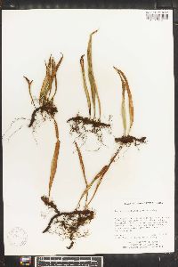 Lepisorus contortus image