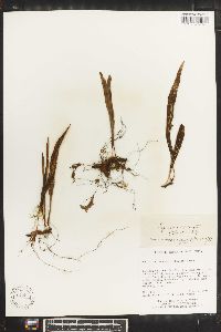 Lepisorus contortus image