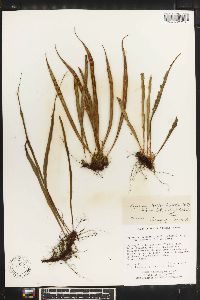 Lepisorus loriformis image