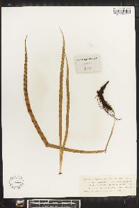 Lepisorus loriformis image