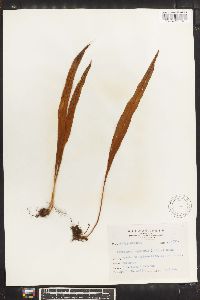 Lepisorus megasorus image