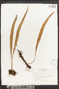 Lepisorus obscurevenulosus image