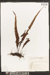 Lepisorus obscurevenulosus image
