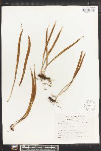 Lepisorus pseudoussuriensis image