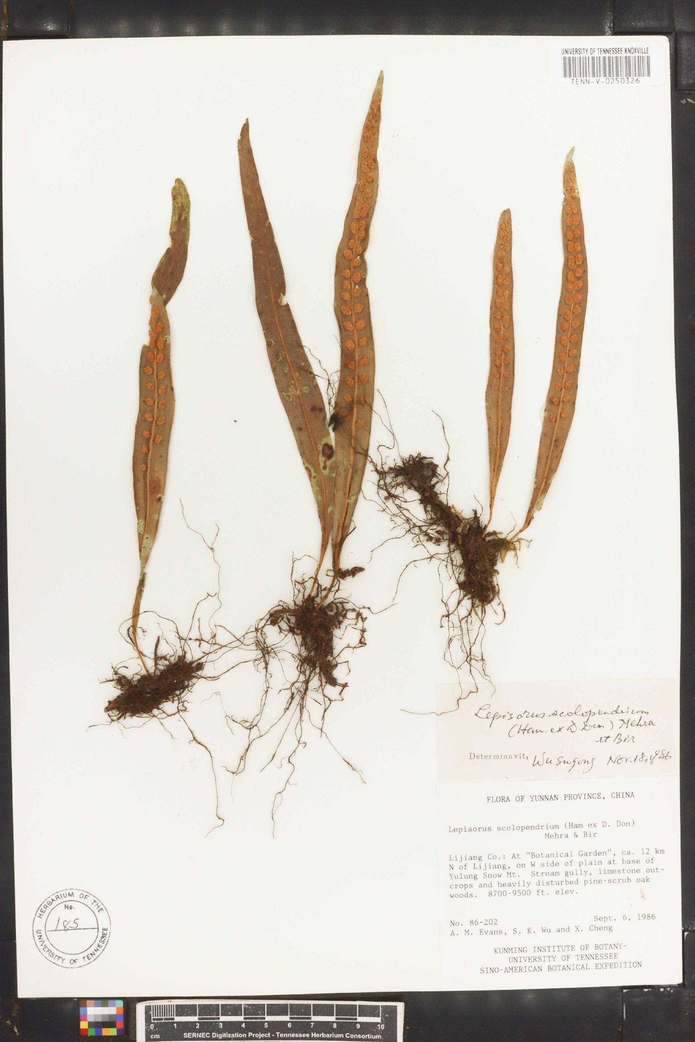 Lepisorus scolopendrium image