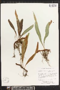 Lepisorus scolopendrium image