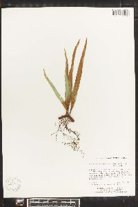 Lepisorus scolopendrium image