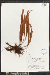 Media resource of Lepisorus suboligolepidus