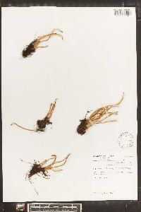 Lepisorus thunbergianus image