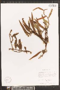 Polypodium lycopodioides image