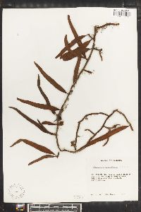 Polypodium lycopodioides image