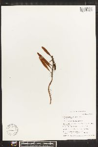 Polypodium lycopodioides image