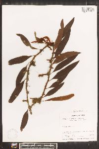 Polypodium lycopodioides image