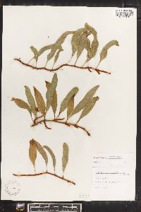 Polypodium lycopodioides image