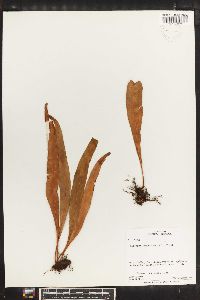 Paltonium lanceolatum image