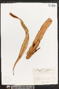 Lepisorus platyrhynchos image