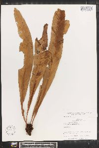 Niphidium crassifolium image