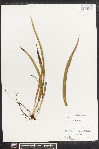 Campyloneurum angustifolium image