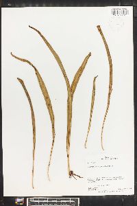 Campyloneurum angustifolium image