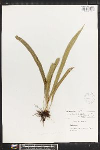 Campyloneurum angustifolium image