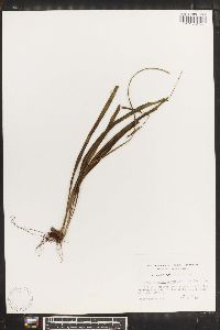 Campyloneurum angustifolium image