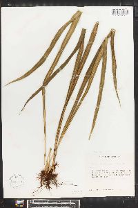 Campyloneurum angustifolium image