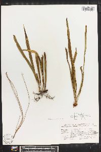 Campyloneurum angustifolium image