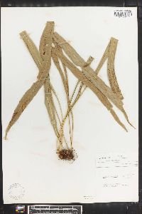 Campyloneurum angustifolium image